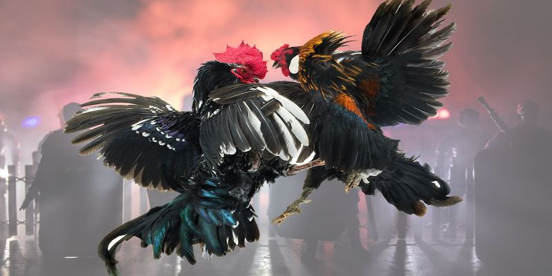เคล็ดลับ "ไม่มีศูนย์" สำหรับนักสู้ไก่ปีกเหล็ก